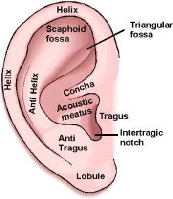 Areas of the ear, all the nooks and crannies