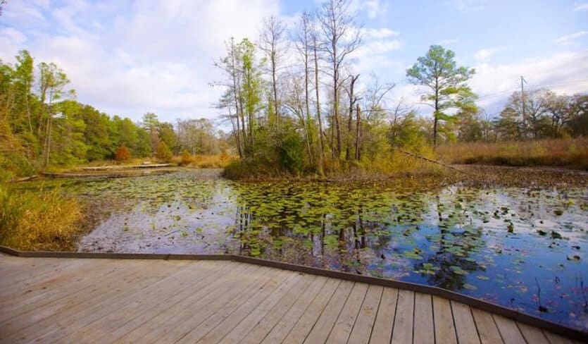 Pond Path Image